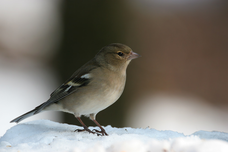 Buchfinkdame