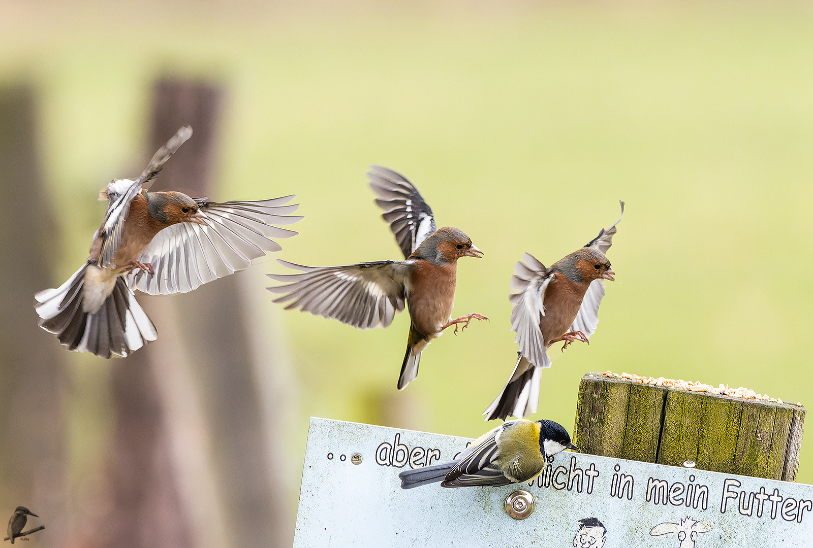 Buchfinken-Anflug...