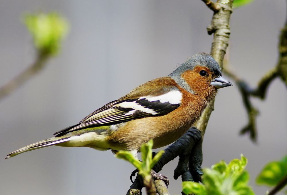 Buchfinken Hahn. Foto & Bild | tiere, wildlife, wild lebende vögel ...