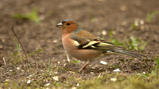 Buchfinken Hahn