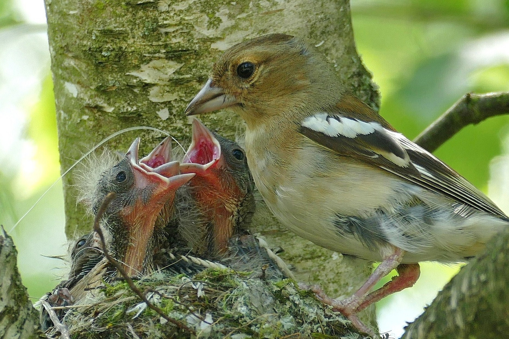 Buchfinken im Nest