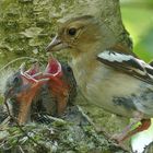 Buchfinken im Nest