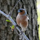 Buchfinken Männchen