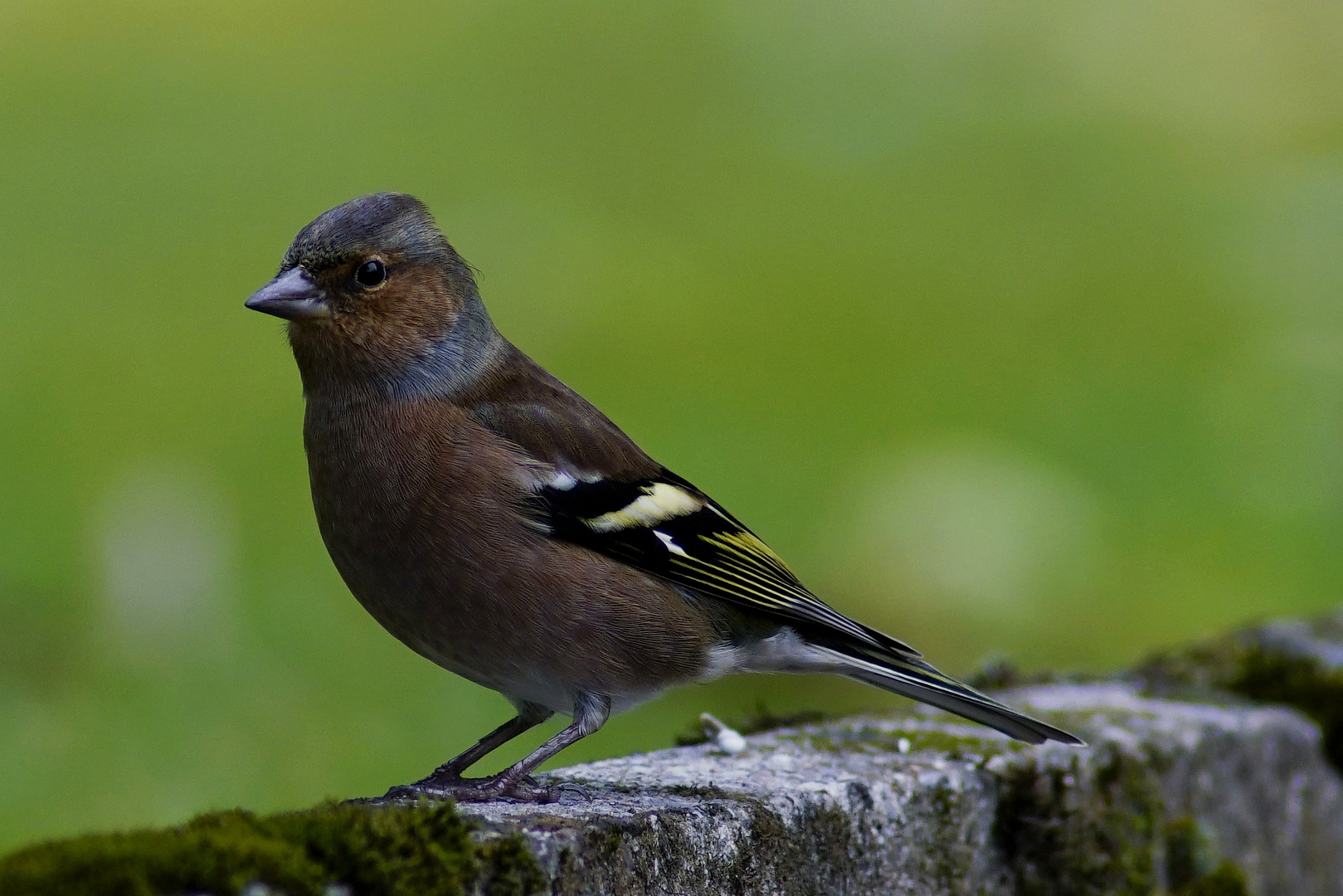 Buchfinken Männchen.