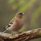 Buchfinken-Männchen (Fringilla coelebs)