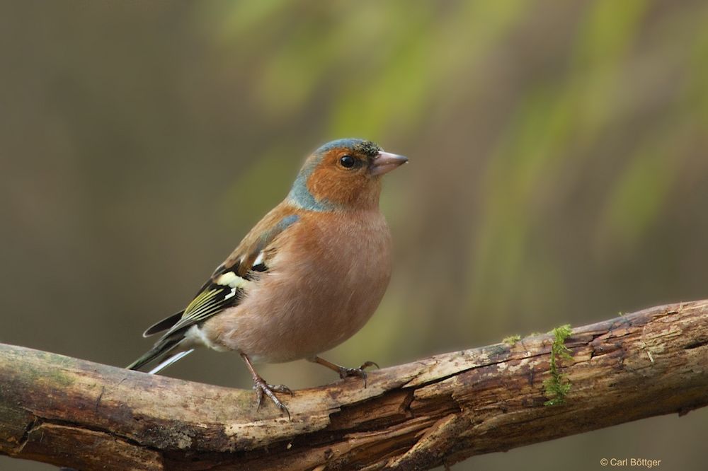 Buchfinken-Männchen (Fringilla coelebs)