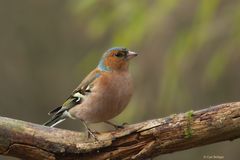 Buchfinken-Männchen (Fringilla coelebs)