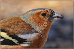 Buchfinken-Portrait