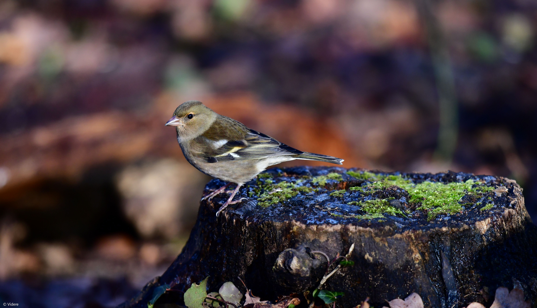 Buchfinken - Weibchen