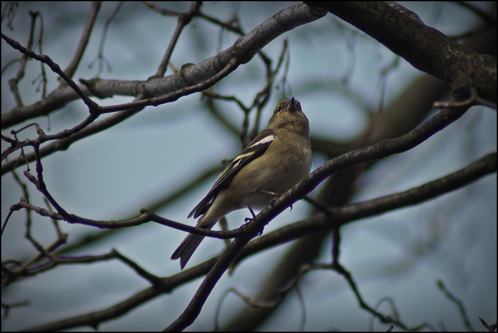 Buchfinken Weibchen