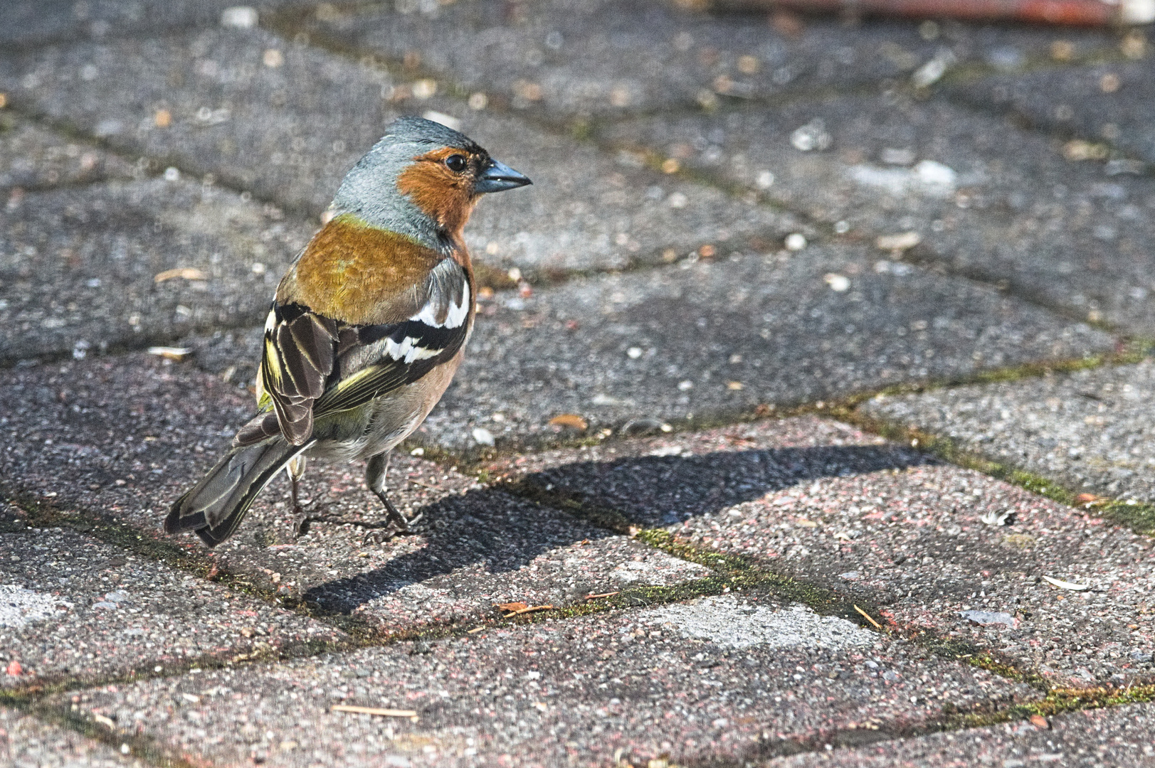  Buchfinkenmännchen