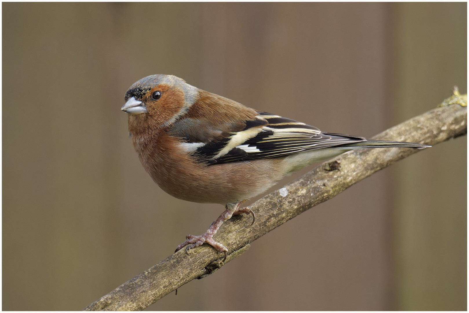 Buchfinkenmännchen