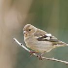 Buchfinkenweibchen