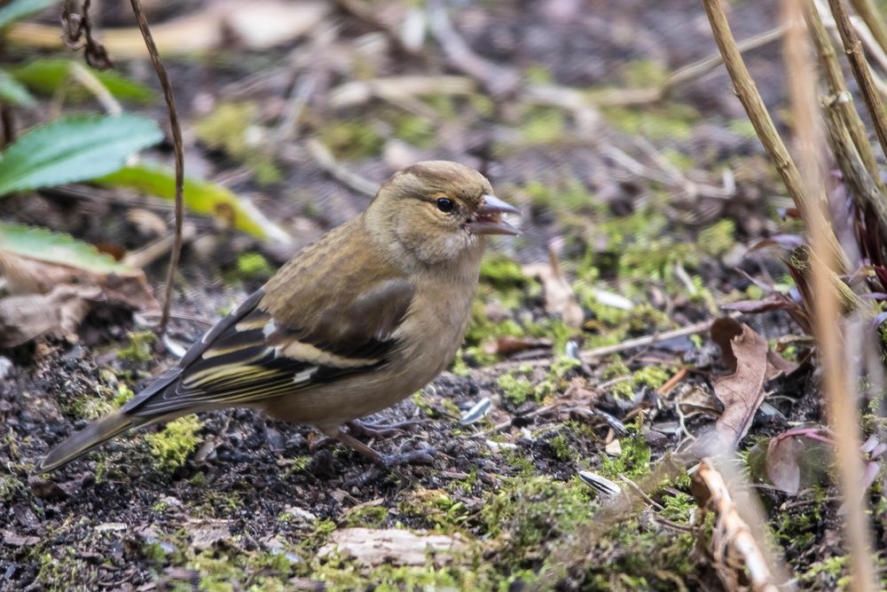 Buchfinkenweibchen