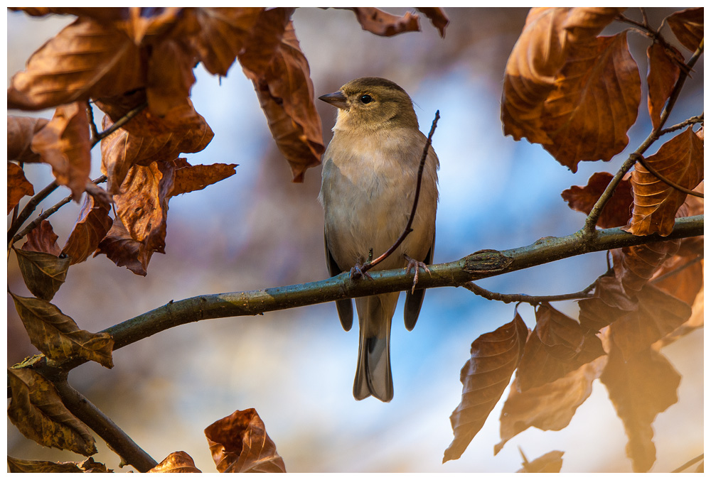 Buchfinkenweibchen