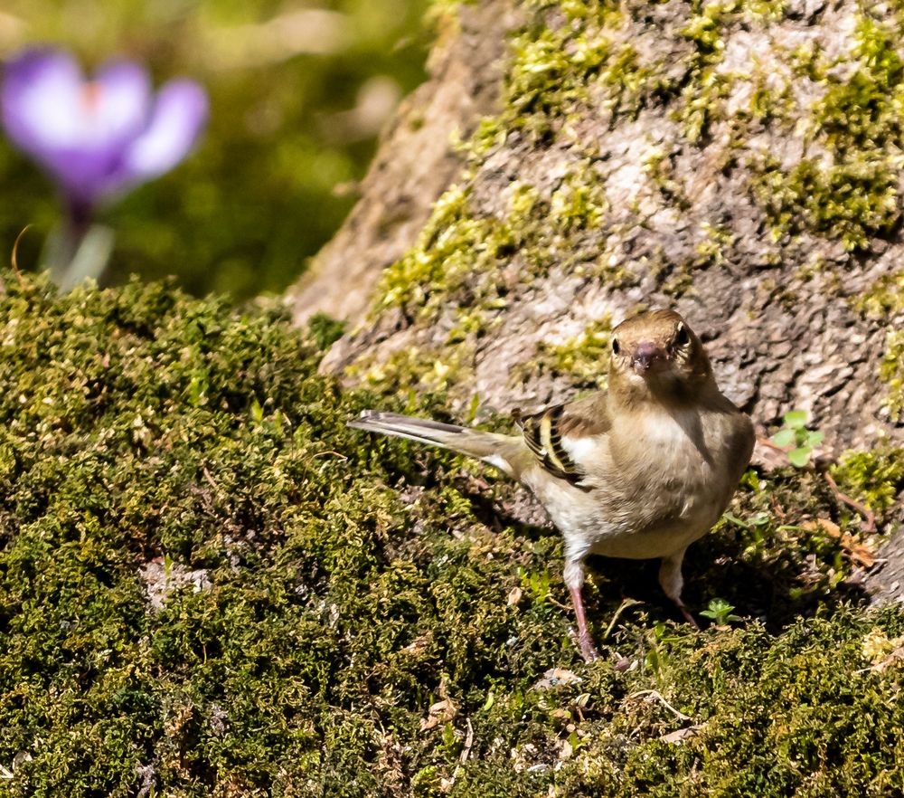 Buchfinkenweibchen