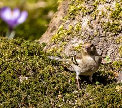 Buchfinkenweibchen