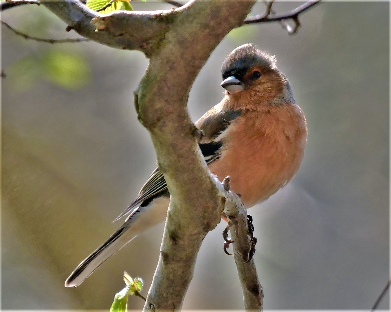 Buchfinkmännchen