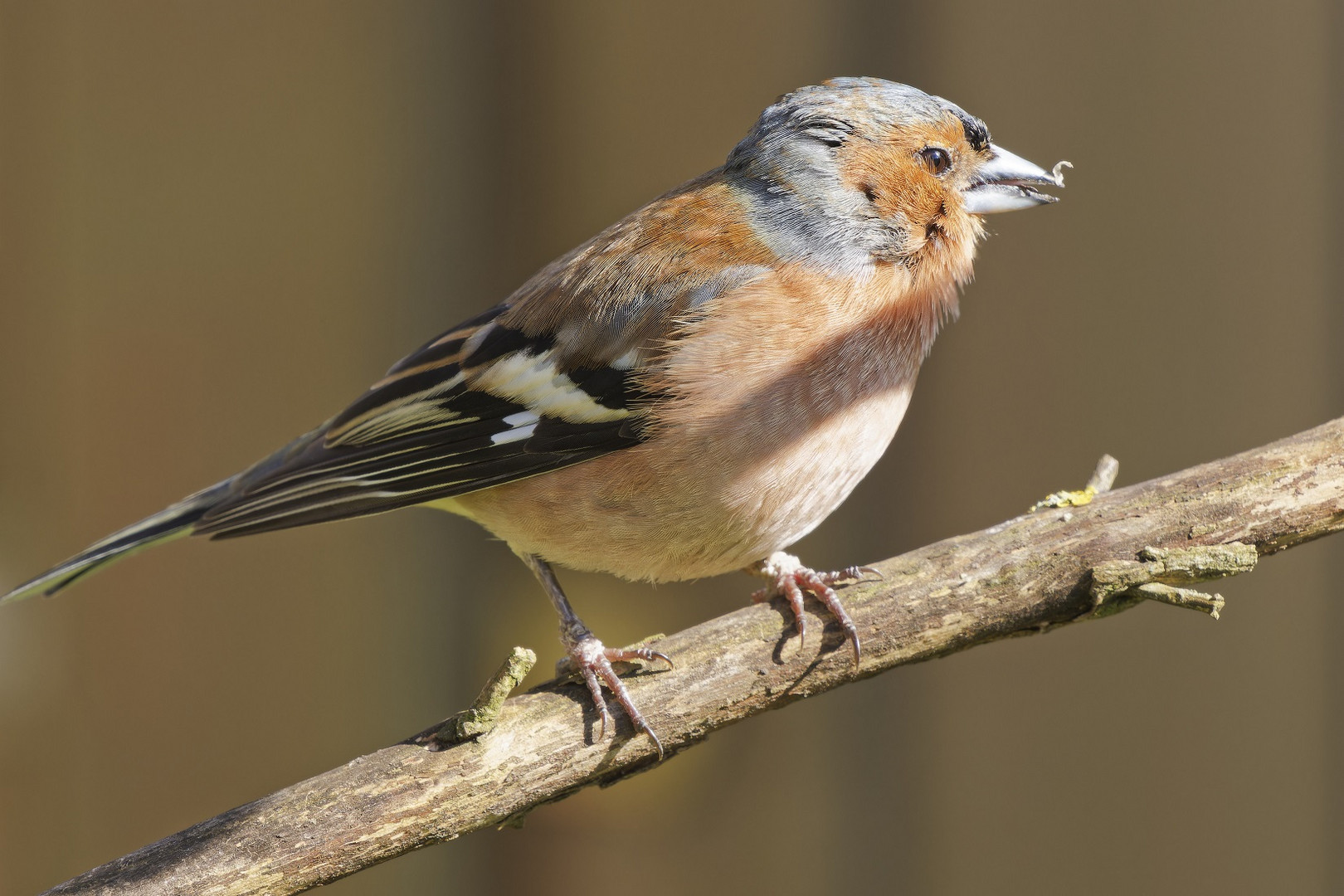 Buchfinkmännchen