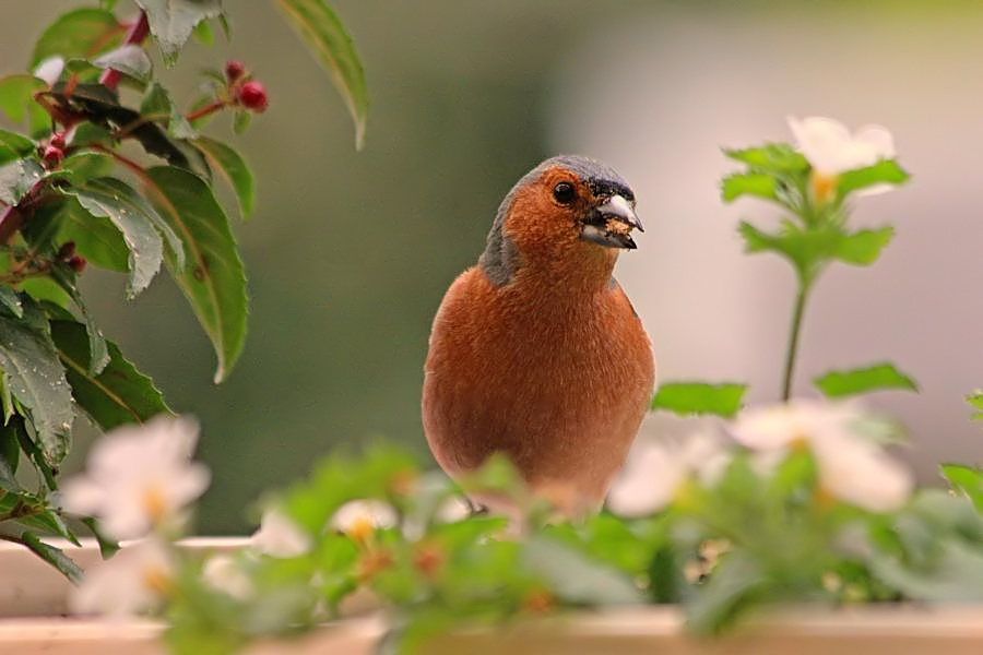 Buchfinkmännchen