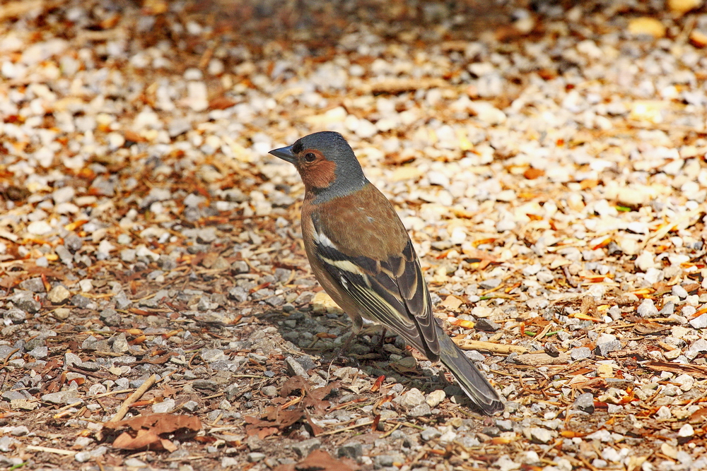 Buchfinkmännchen