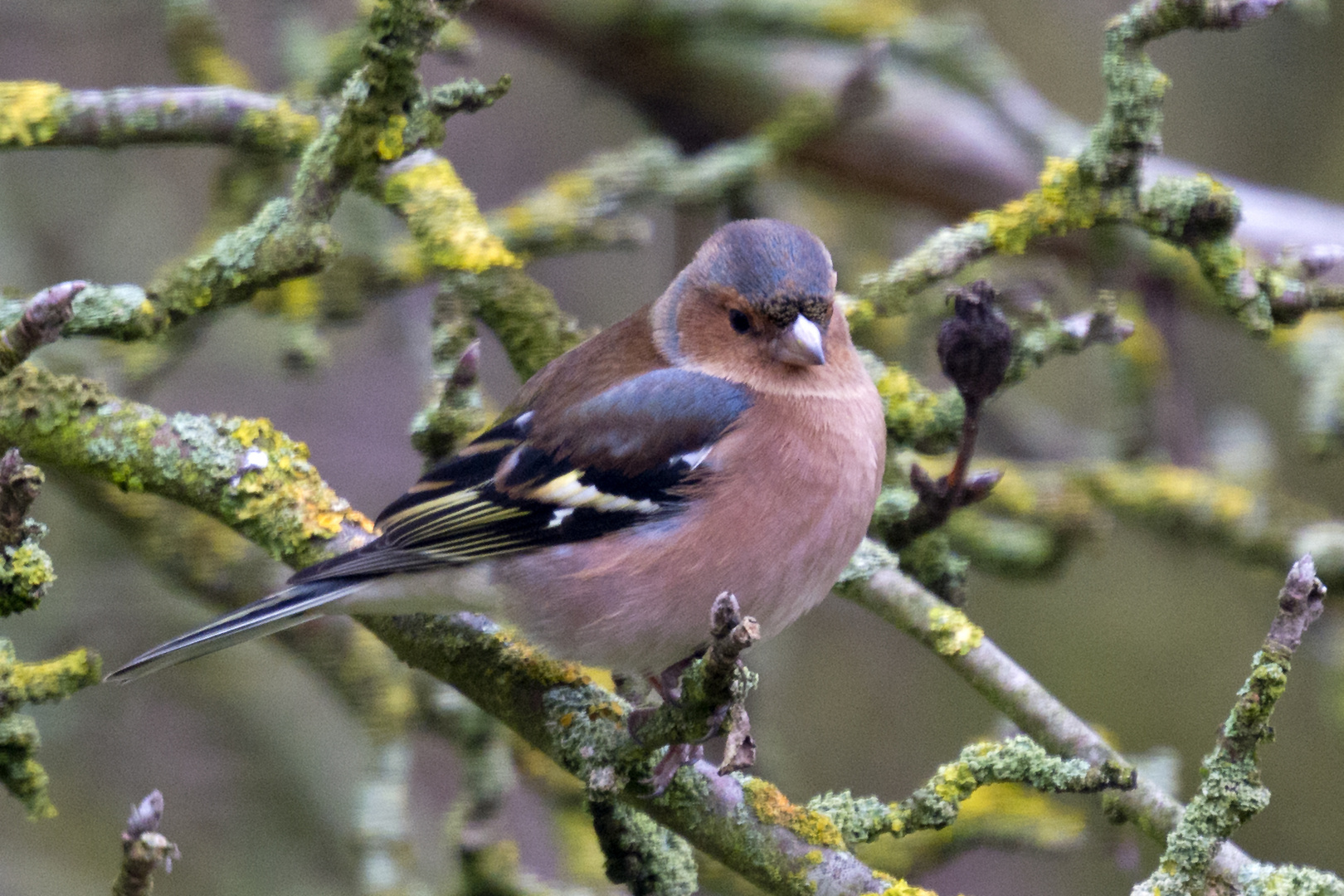 Buchfinkmännchen