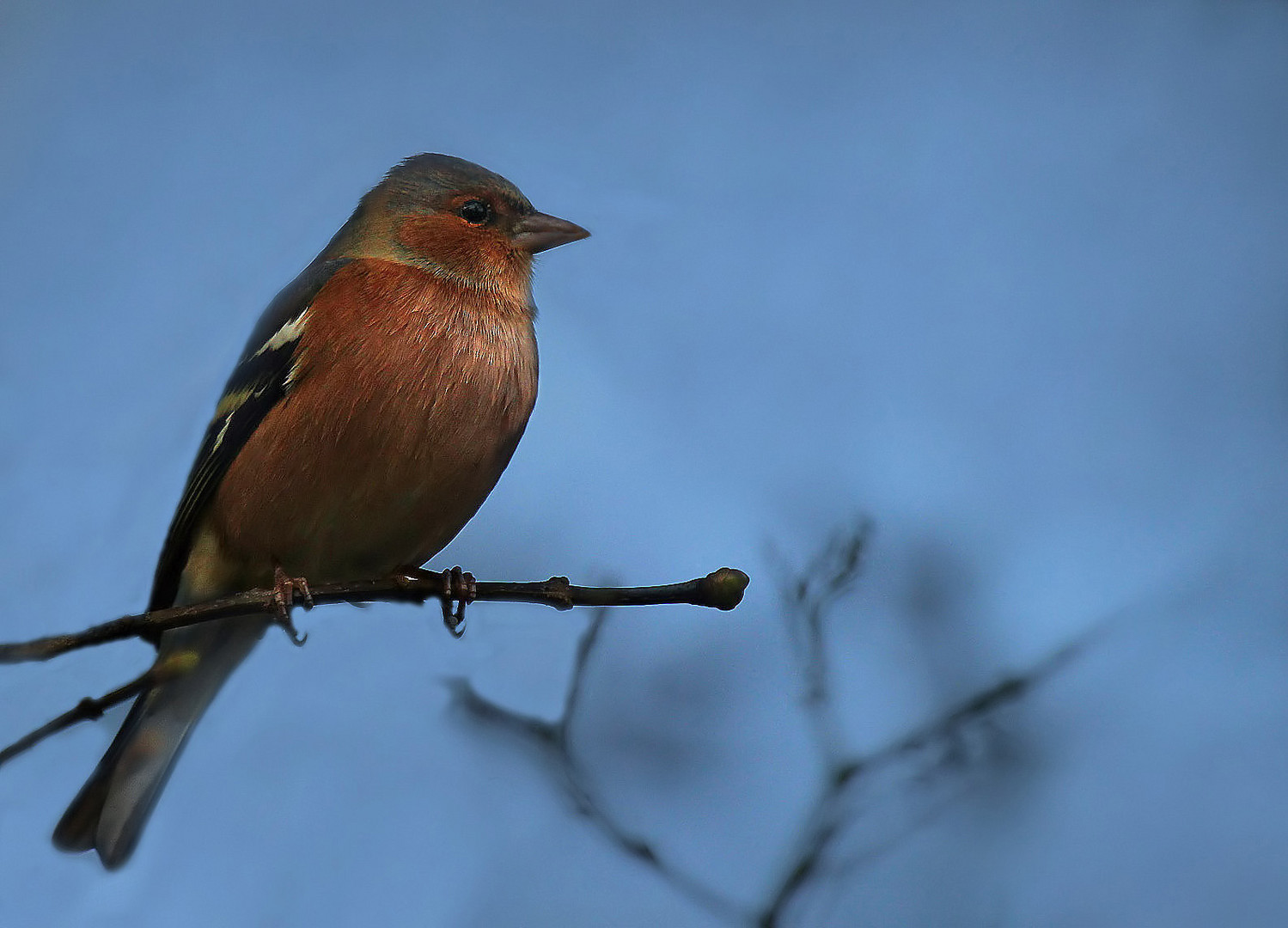 Buchfinkmännchen