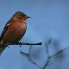 Buchfinkmännchen