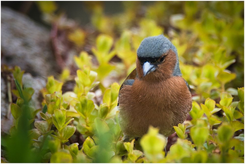 Buchfinkmännchen