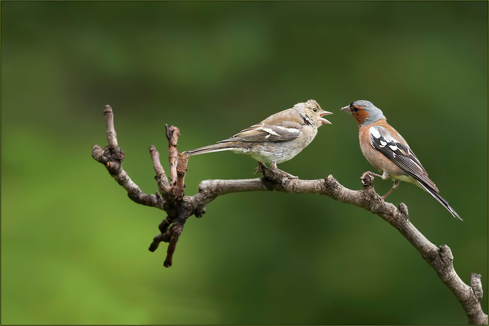 Buchfinkmännchen bei der Fütterung