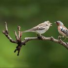 Buchfinkmännchen bei der Fütterung