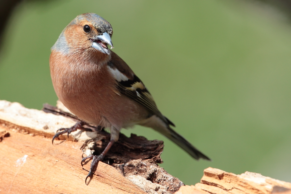 Buchfinkmännchen bei Singversuch, Dettingen an der Erms