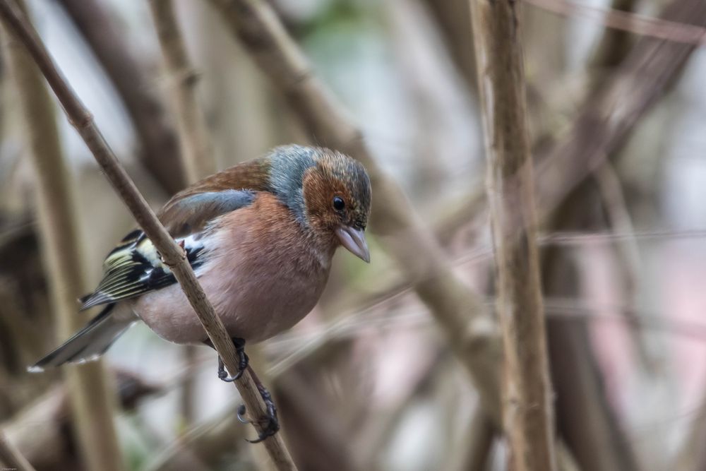 Buchfinkmännchen