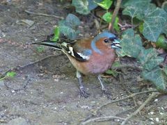 Buchfinkmännchen ...