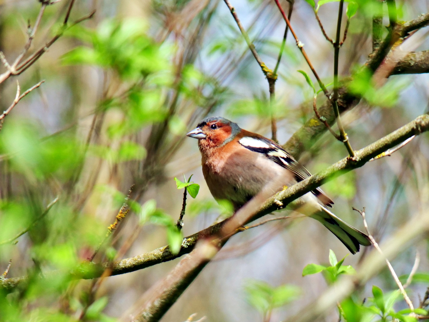 Buchfinkmännchen