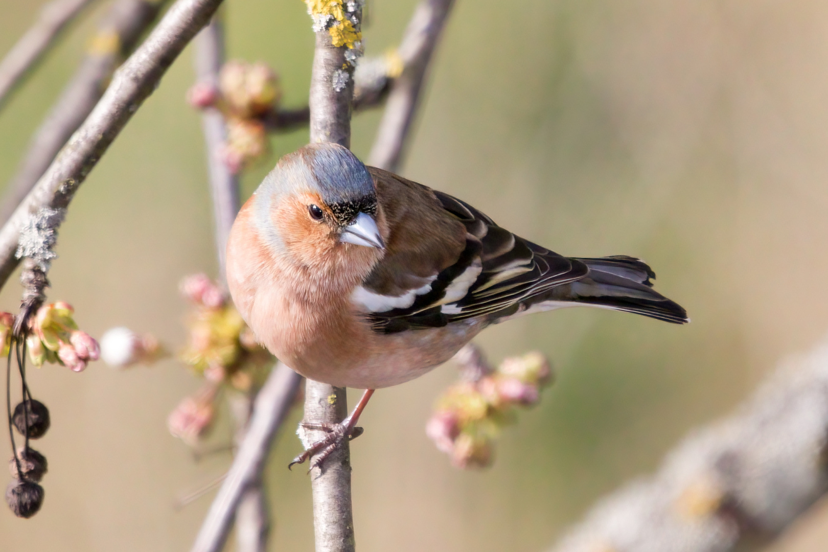 Buchfinkmännchen - Fringilla coelebs 