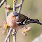 Buchfinkmännchen - Fringilla coelebs 