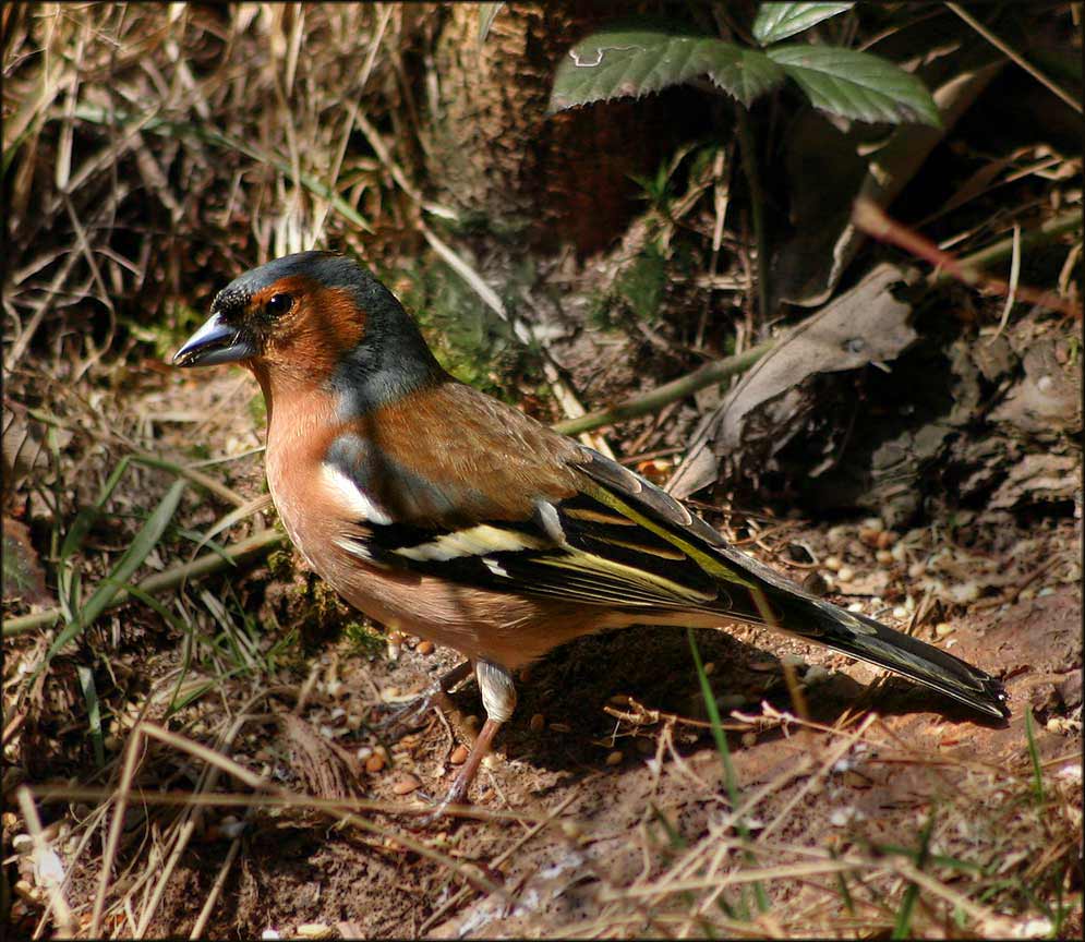 Buchfinkmännchen im Unterholz ...