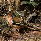 Buchfinkmännchen im Unterholz ...