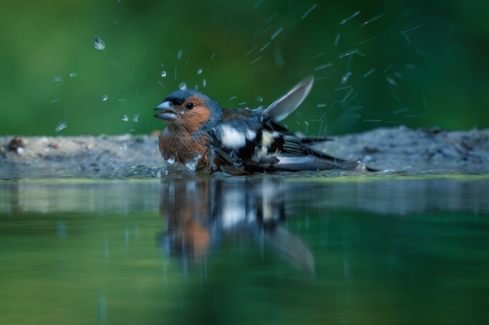 Buchfinks Badetag (2)