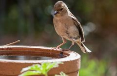 Buchfinkweibchen an der Tränke