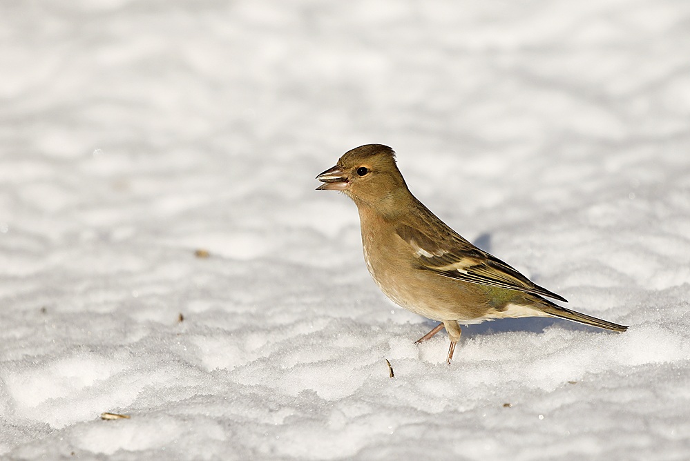 Buchfinkweibchen