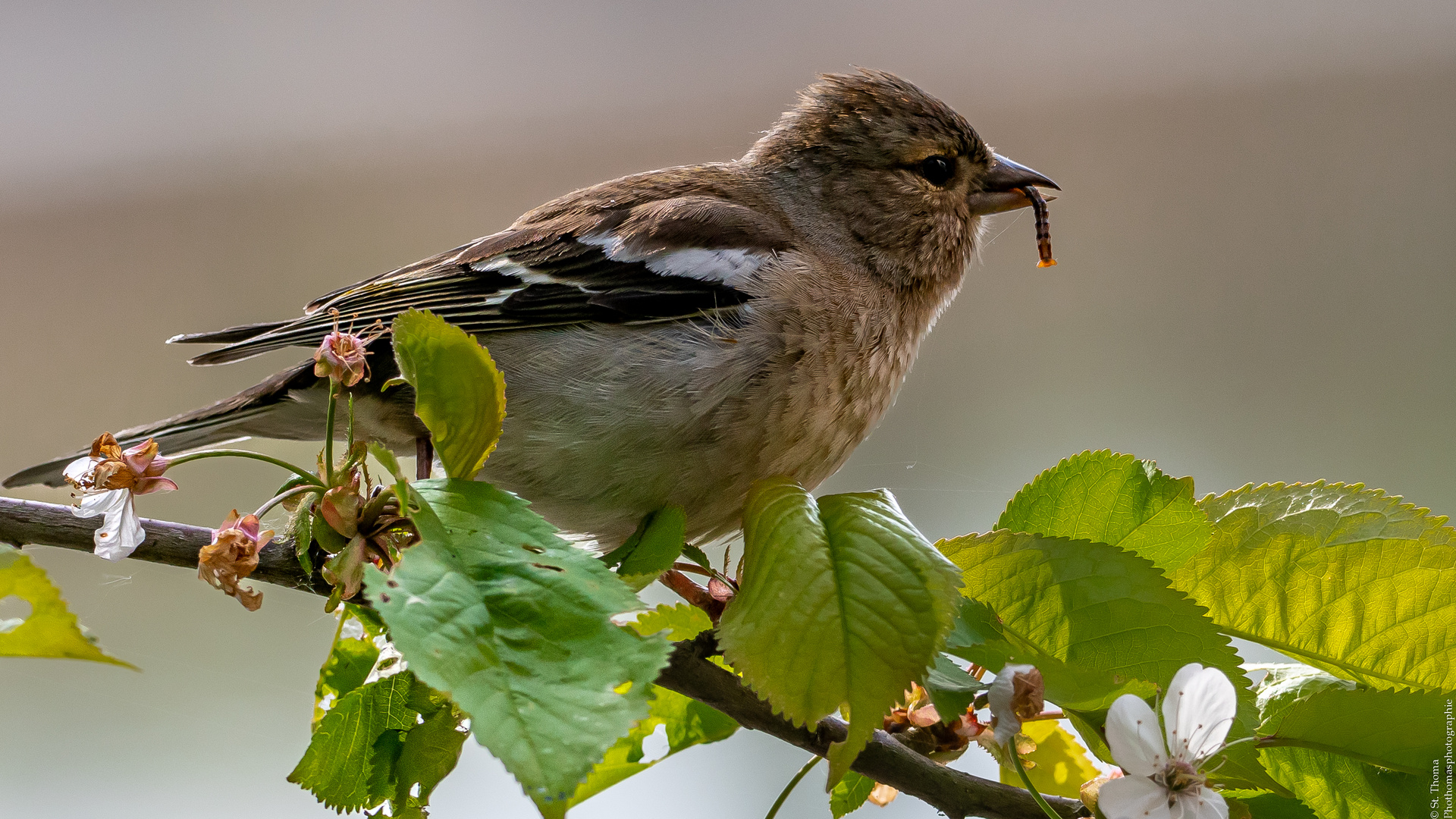 Buchfinkweibchen mit Mahlzeit