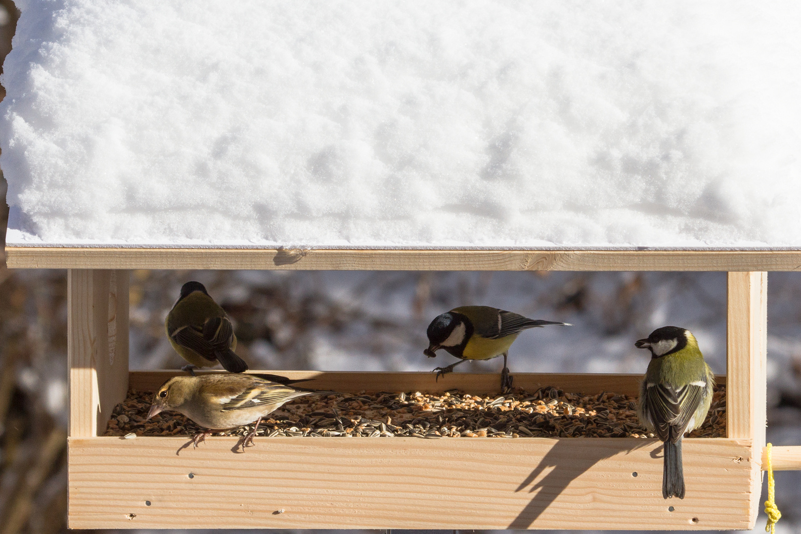 Buchfinkweibchen und Meisen am Futterhaus