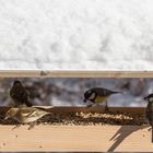 Buchfinkweibchen und Meisen am Futterhaus