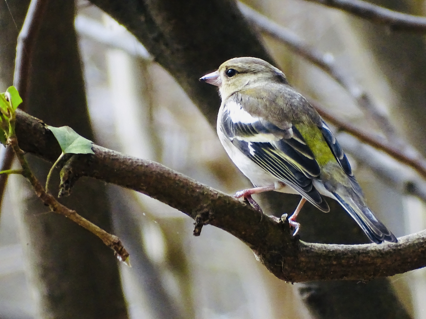 Buchfink(weiblich)