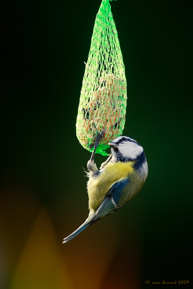 Buchhalter Meise