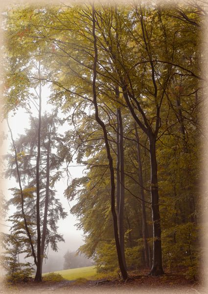 Buchklingen im Herbst