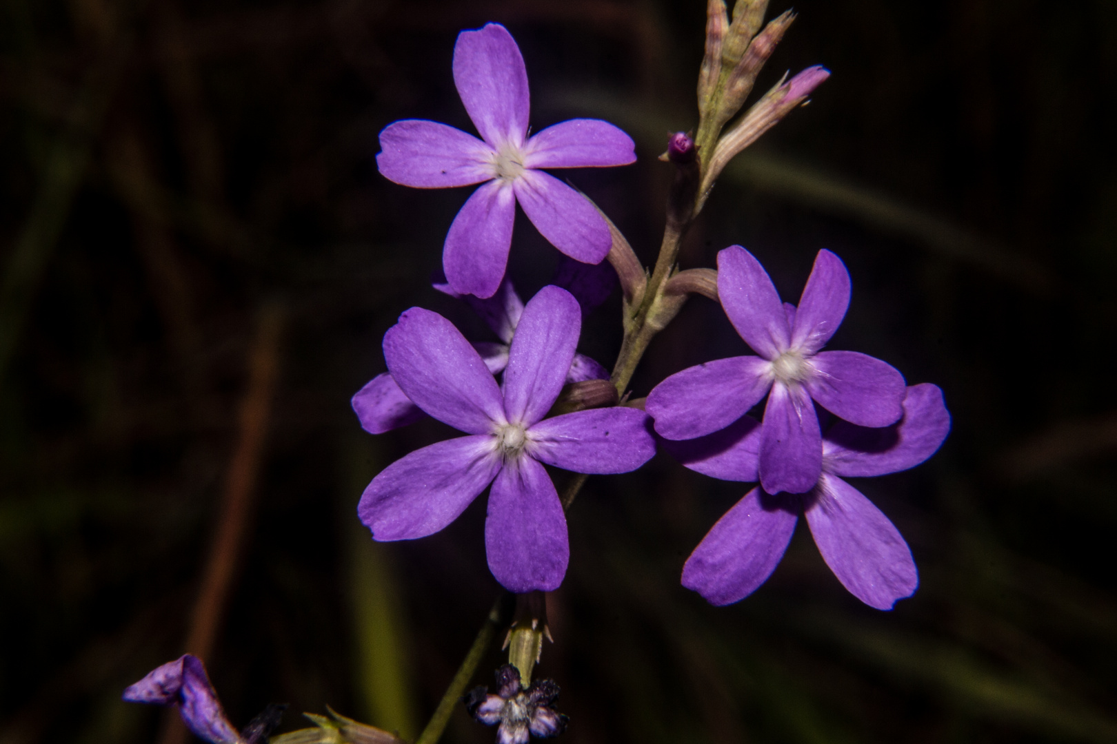 Buchnera linearis