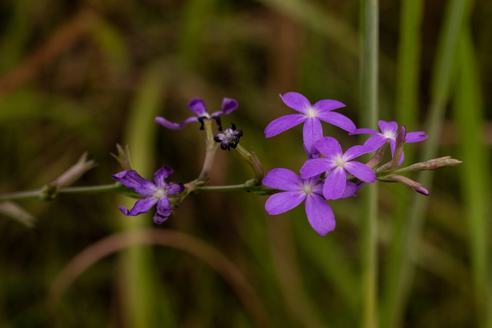 Buchnera linearis